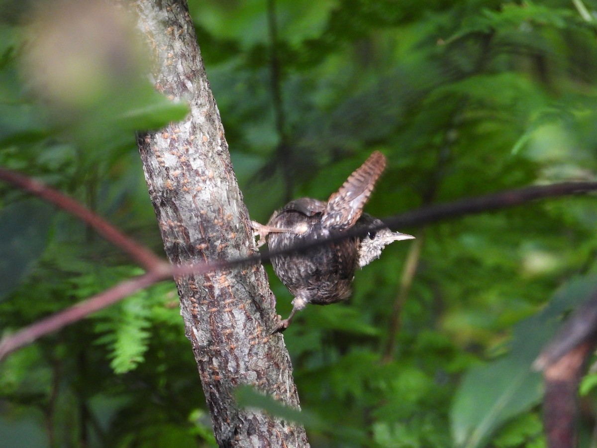 Winter Wren - ML177459361