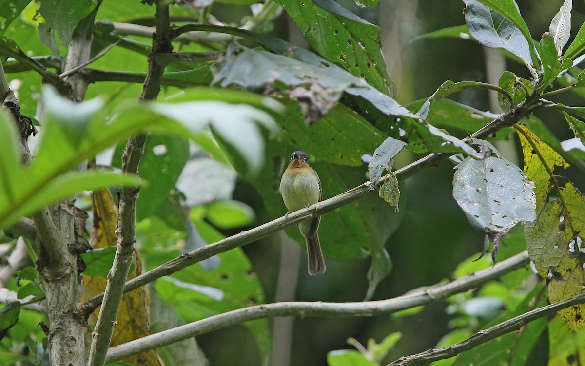 Rufous-breasted Flycatcher - ML177460401