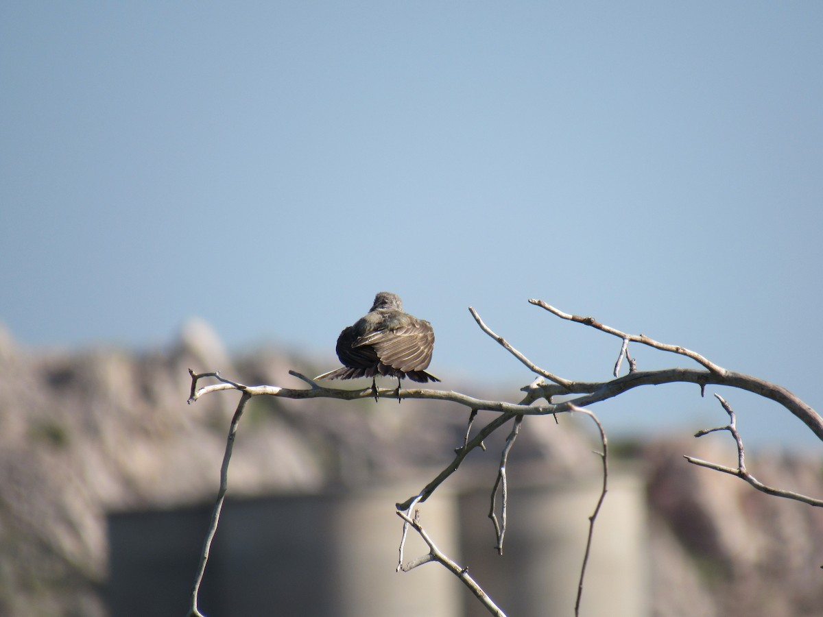 Western Kingbird - ML177460551