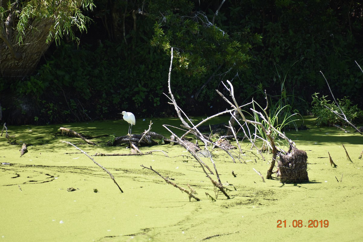 Snowy Egret - ML177465061