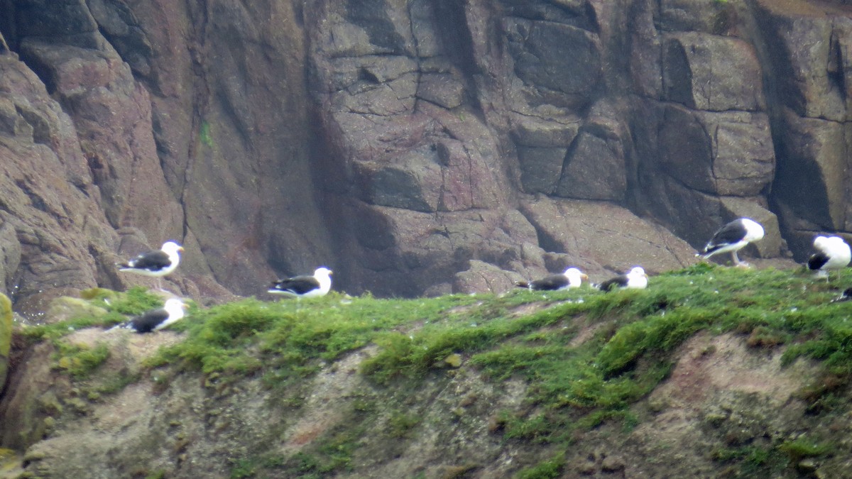 Great Black-backed Gull - ML177466351