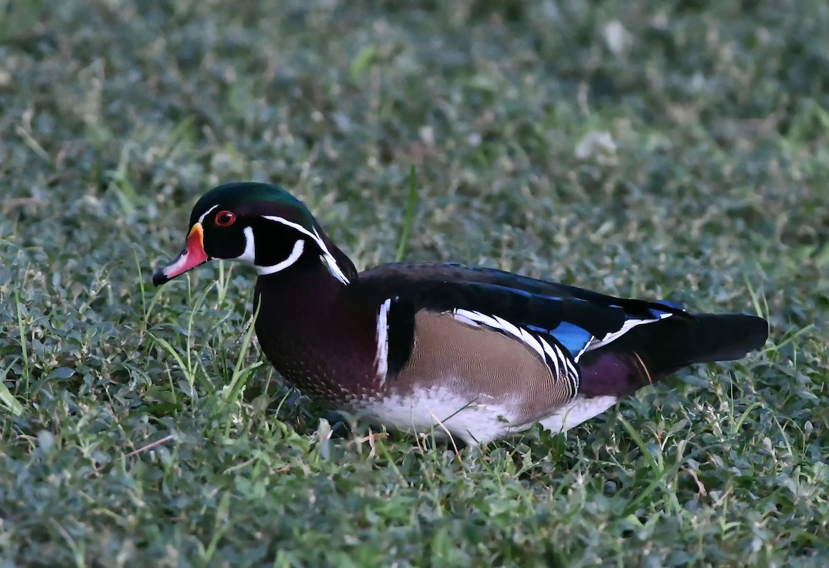 Wood Duck - ML177468751