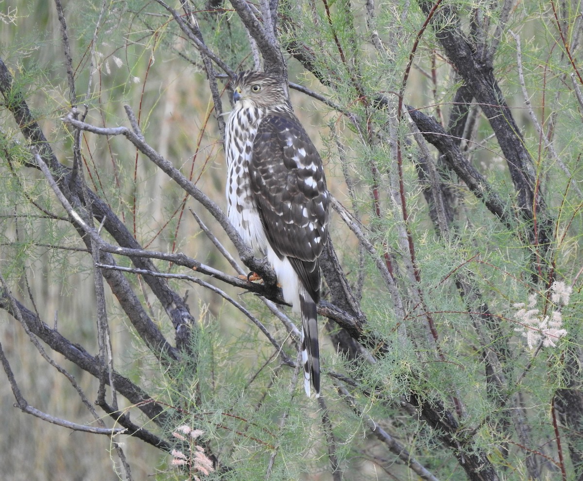 Cooper's Hawk - ML177469231