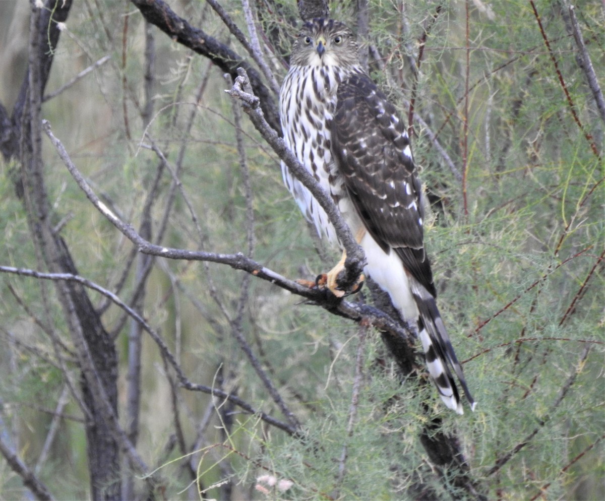 Cooper's Hawk - ML177470181