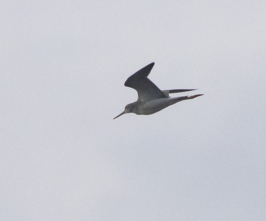 Lesser Yellowlegs - ML177472991