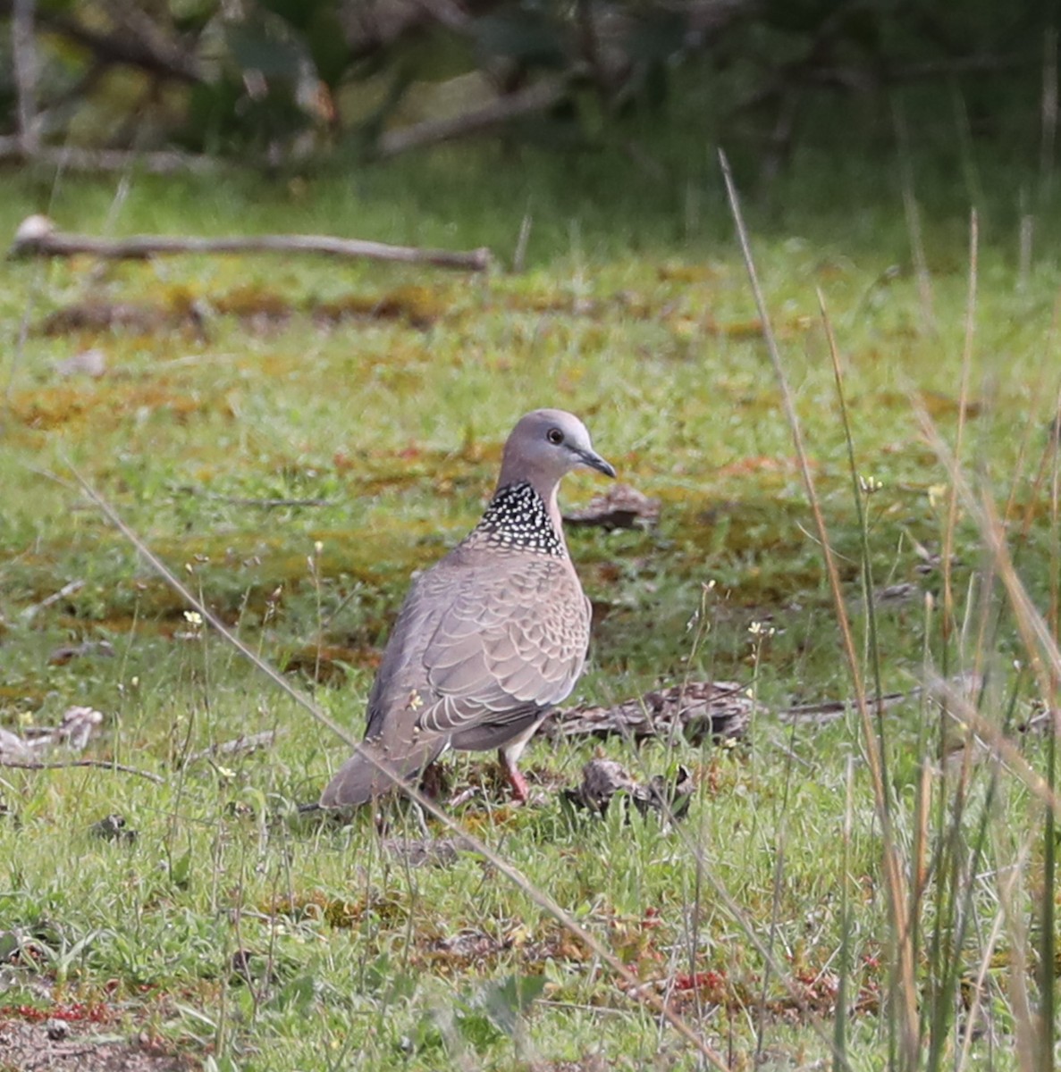 Spotted Dove - ML177474411