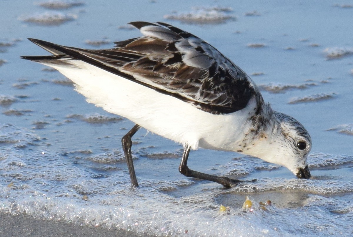 Sanderling - ML177475161