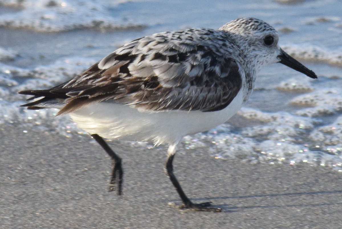 Sanderling - ML177475181