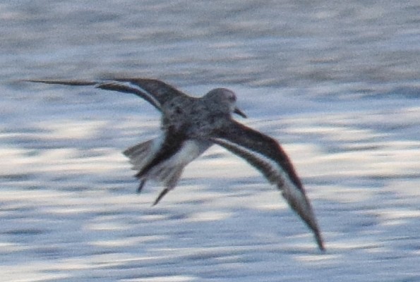 Sanderling - ML177475201