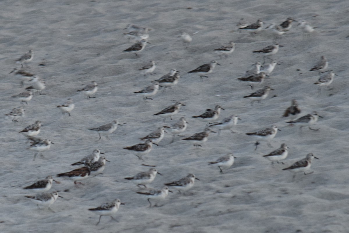 Sanderling - ML177475241