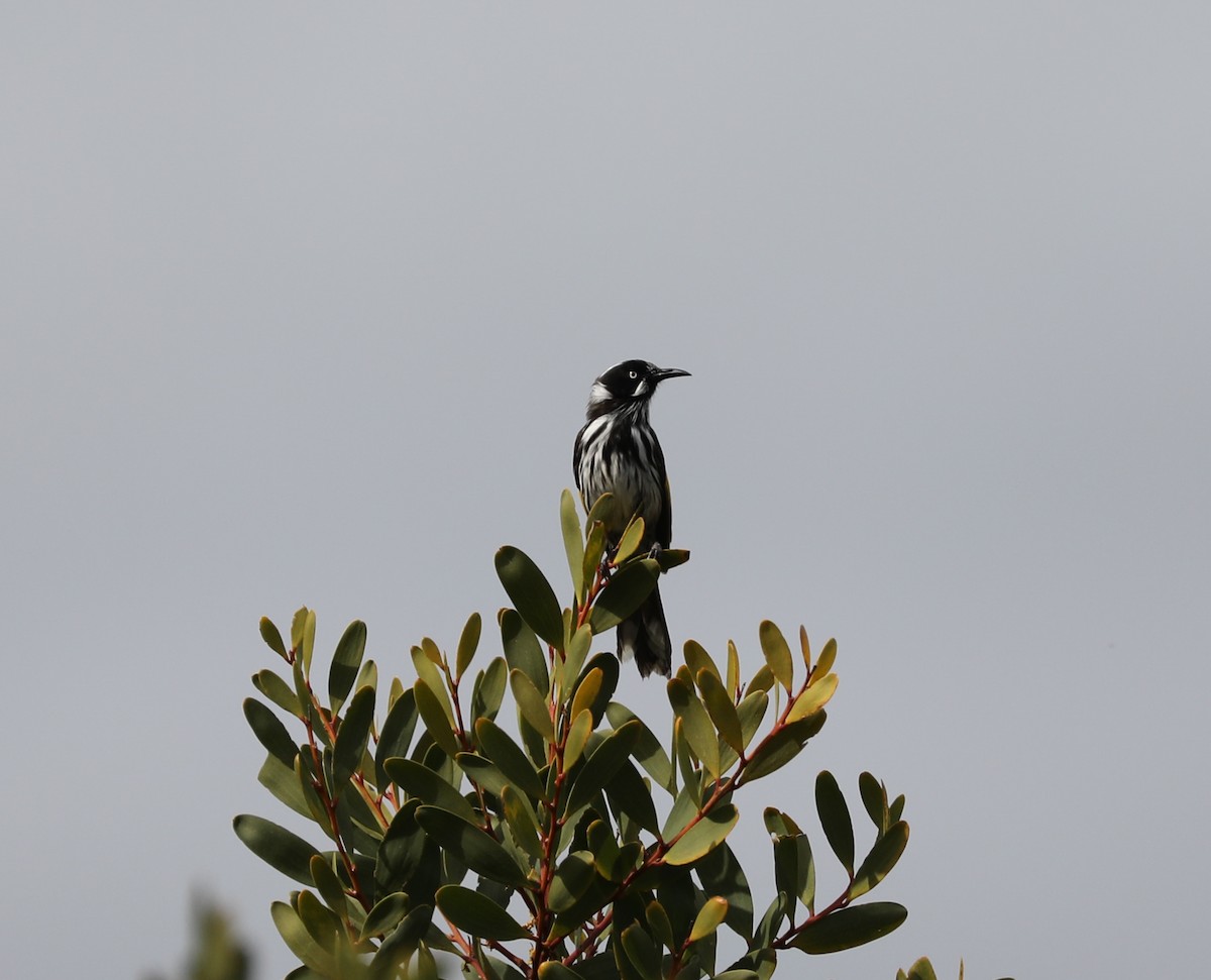 New Holland Honeyeater - ML177475401