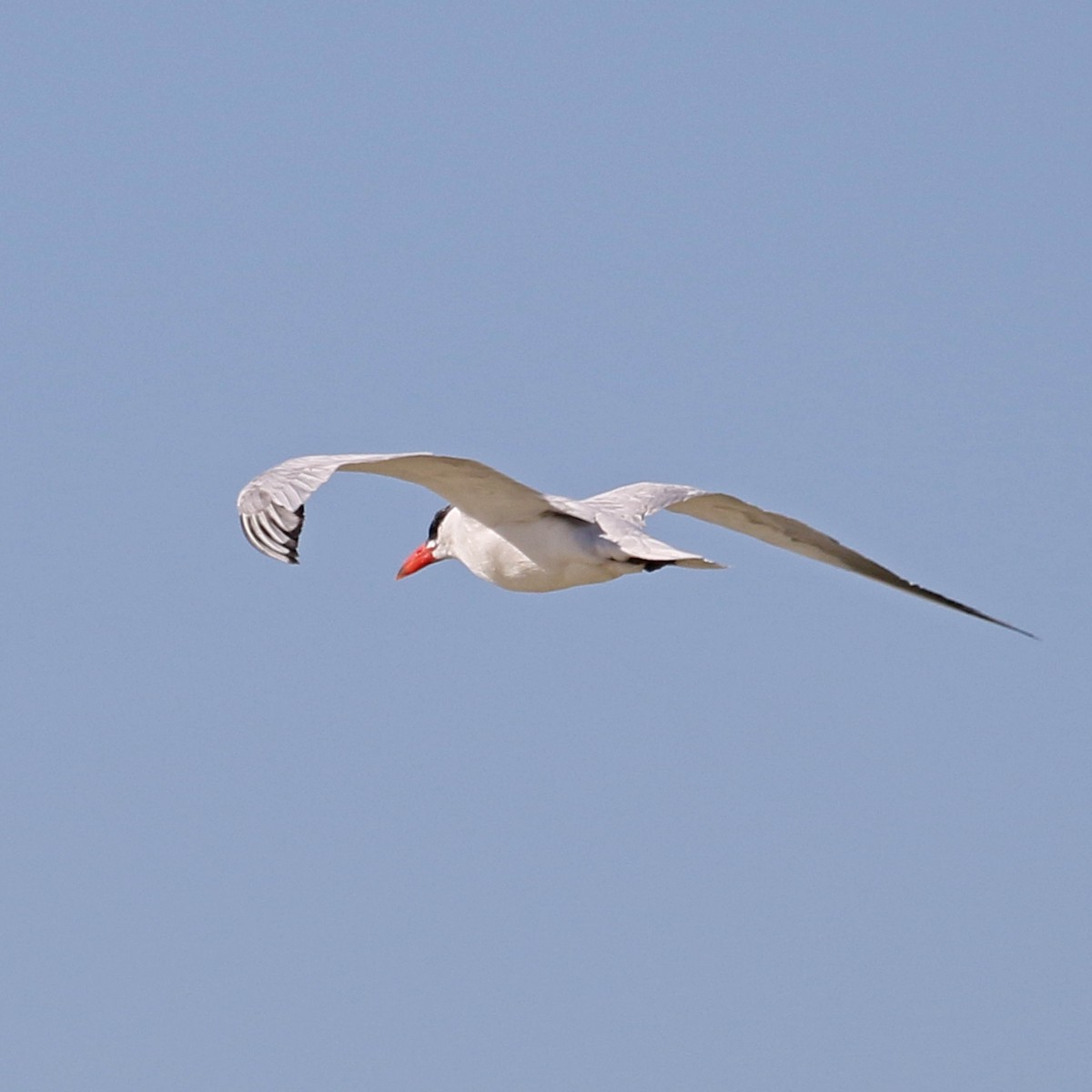 オニアジサシ - ML177480471