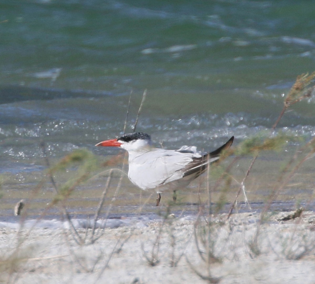 オニアジサシ - ML177480681