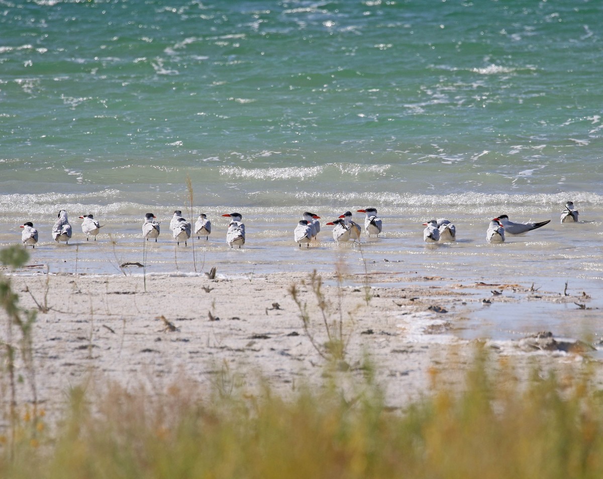 オニアジサシ - ML177480691