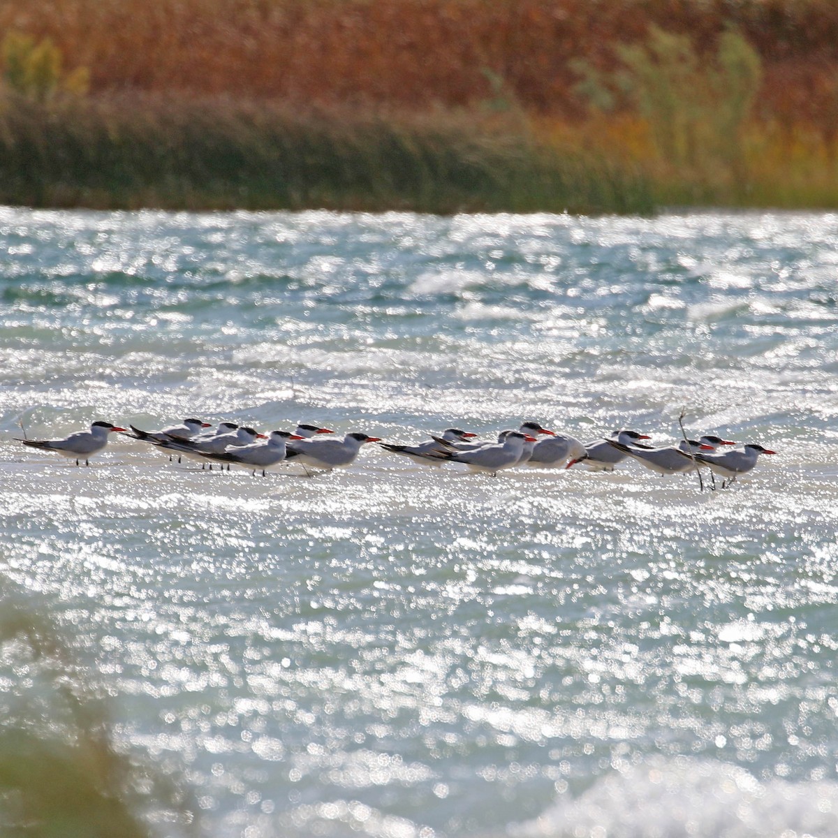 オニアジサシ - ML177480701