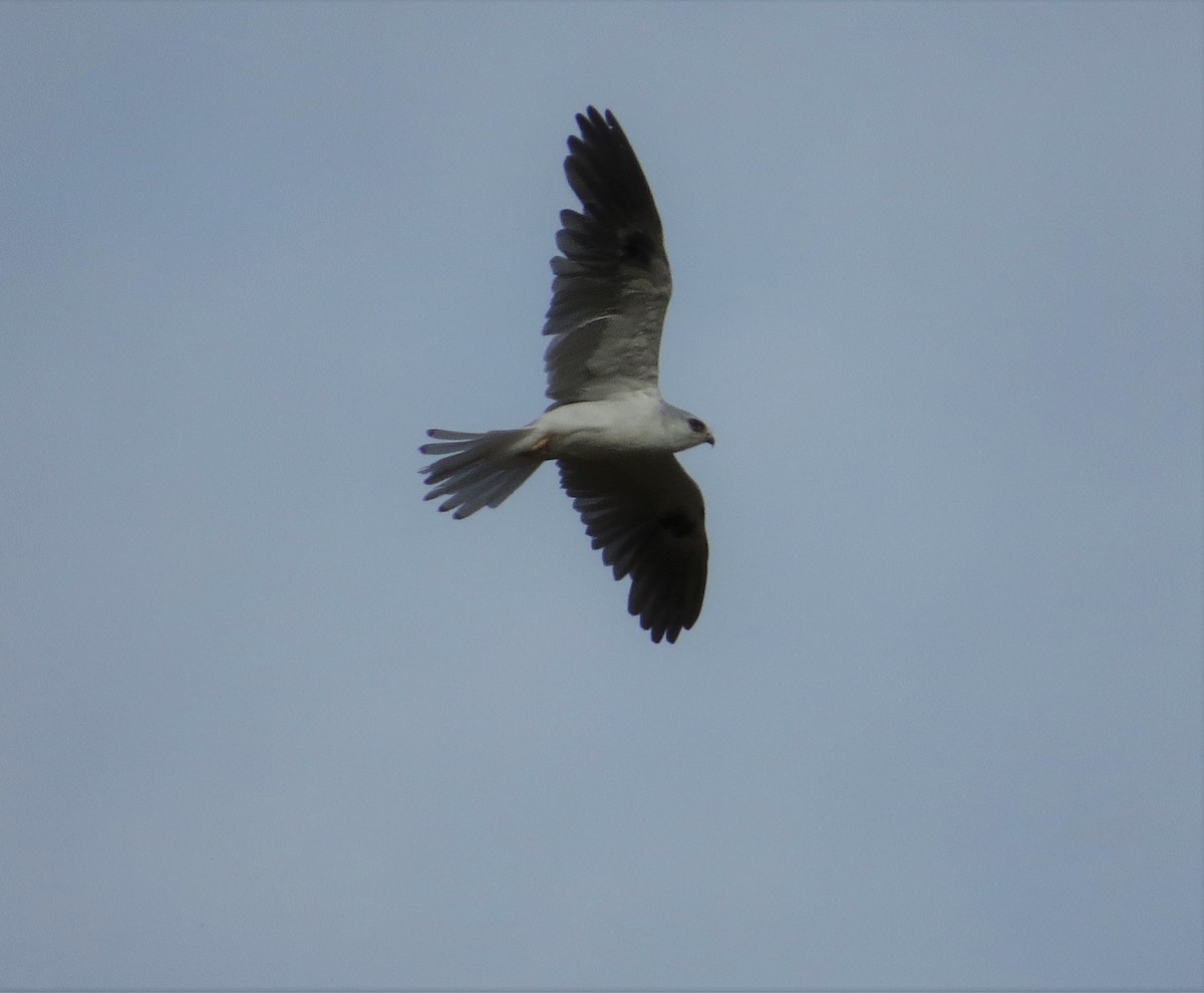 White-tailed Kite - ML177482331