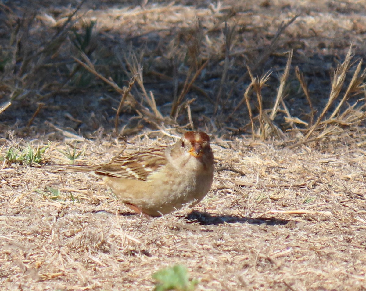 White-crowned Sparrow (pugetensis) - ML177484041