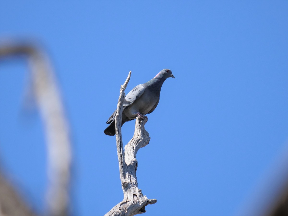 Rock Pigeon (Feral Pigeon) - ML177490861