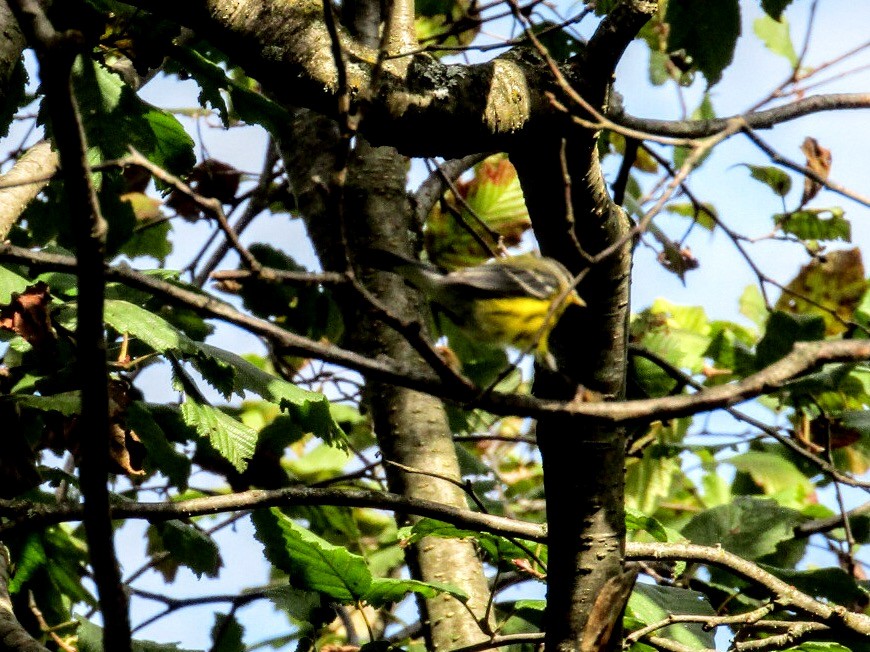 Magnolia Warbler - ML177491261