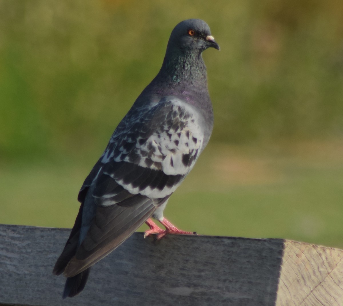 Rock Pigeon (Feral Pigeon) - Braden Farris