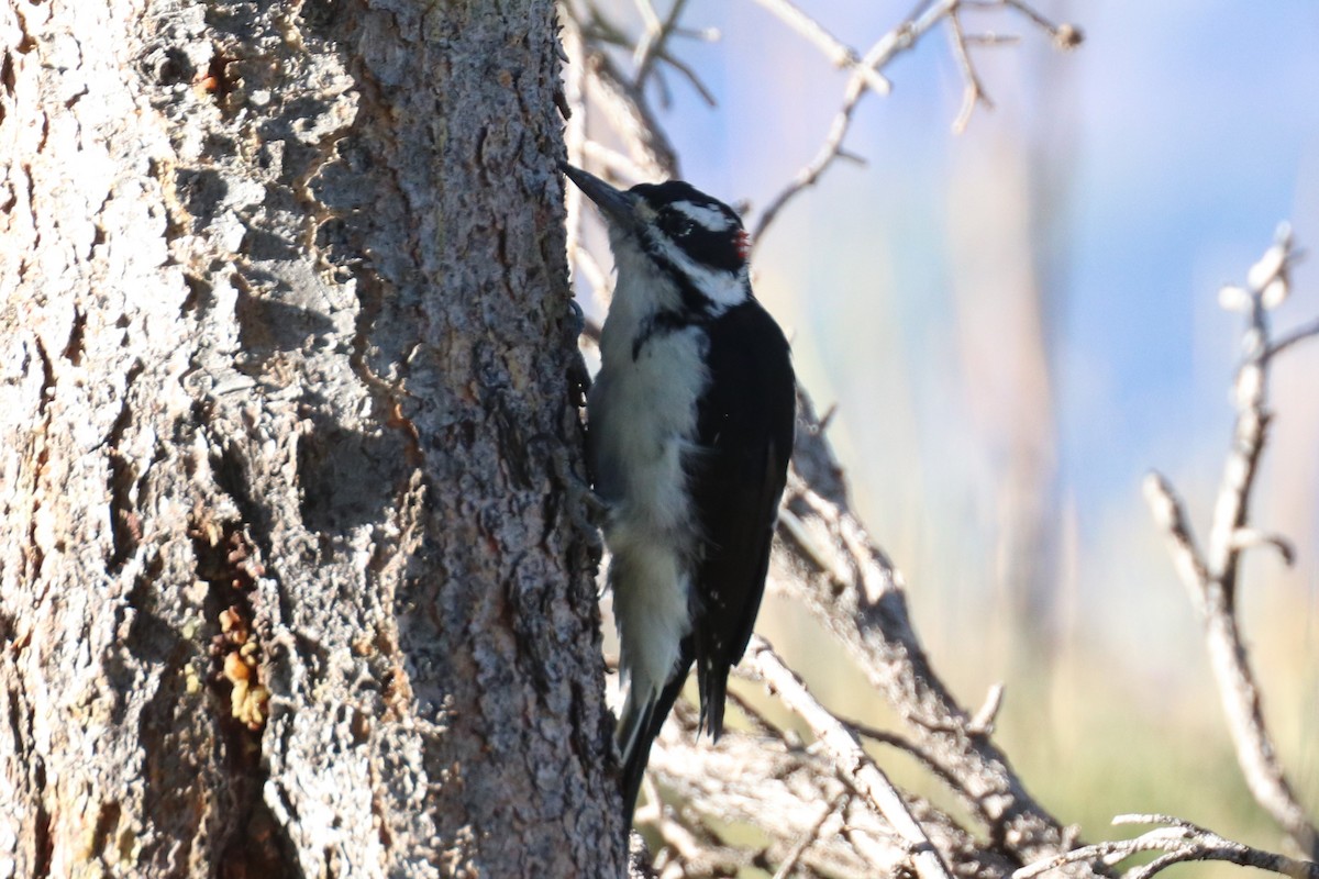 Hairy Woodpecker (Rocky Mts.) - ML177491631