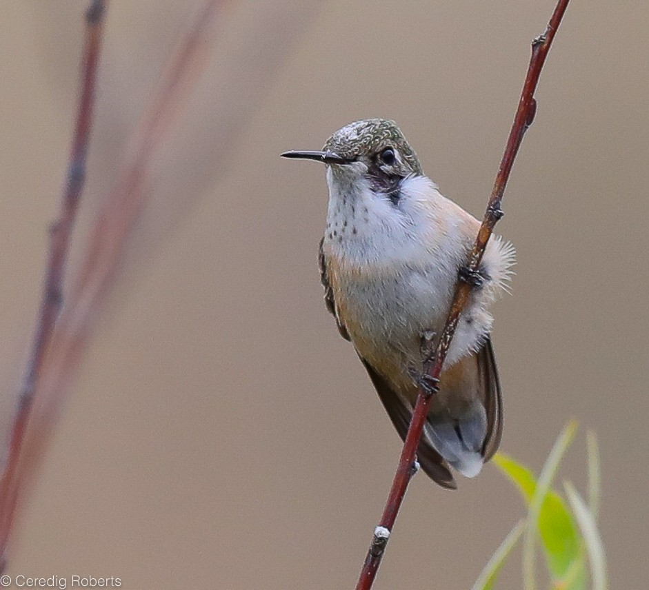 Calliope Hummingbird - ML177492791