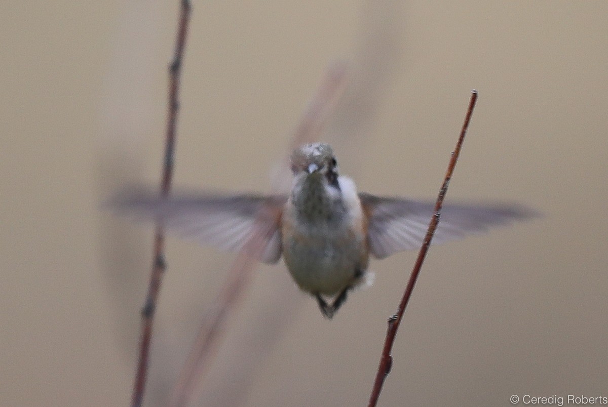 Calliope Hummingbird - Ceredig  Roberts