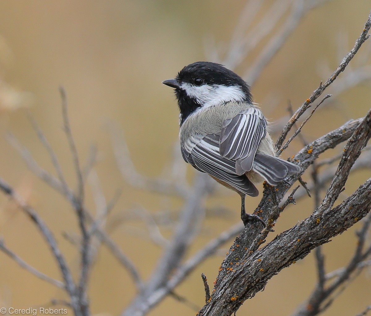 Mésange à tête noire - ML177492821