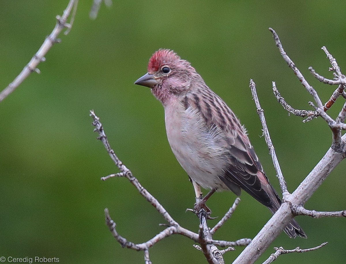 Cassin's Finch - ML177492841