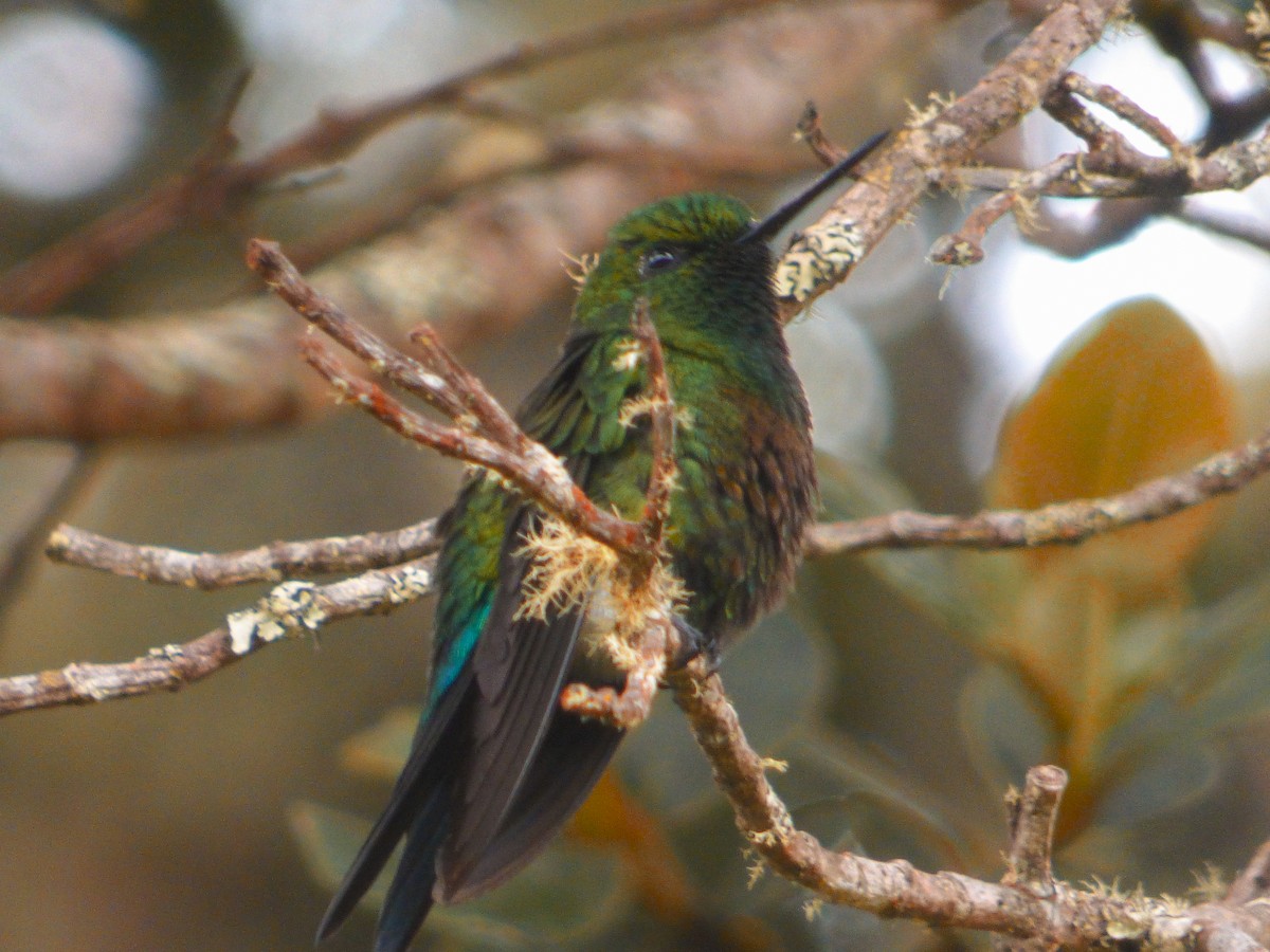 Coppery-bellied Puffleg - ML177494441