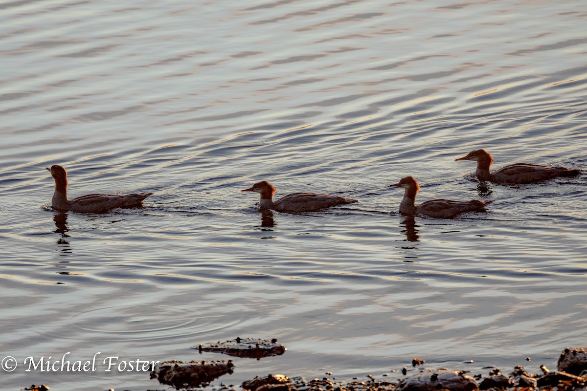 Common Merganser - Michael Foster