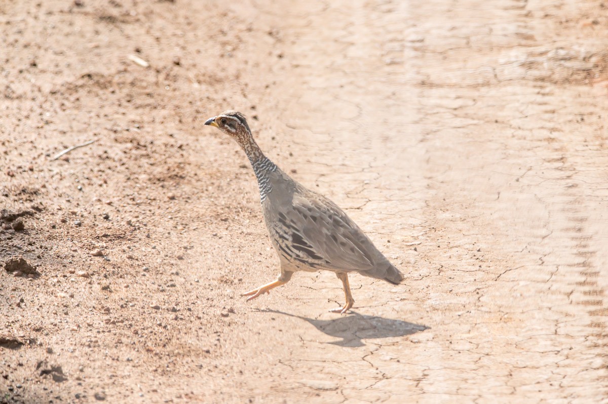 Ring-necked Francolin - ML177495781