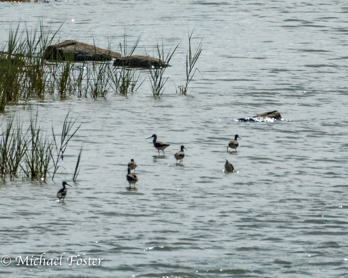 Greater Yellowlegs - ML177495831