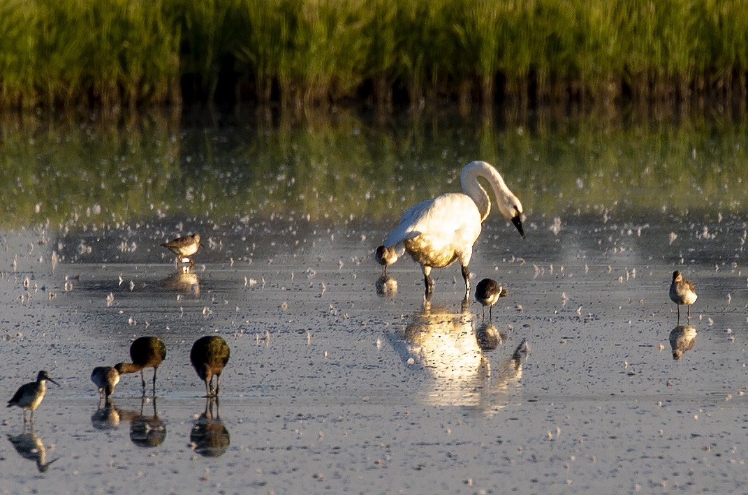 Tundra Swan - Brad Singer