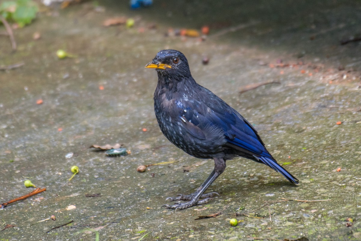 Blue Whistling-Thrush - Ian Hearn