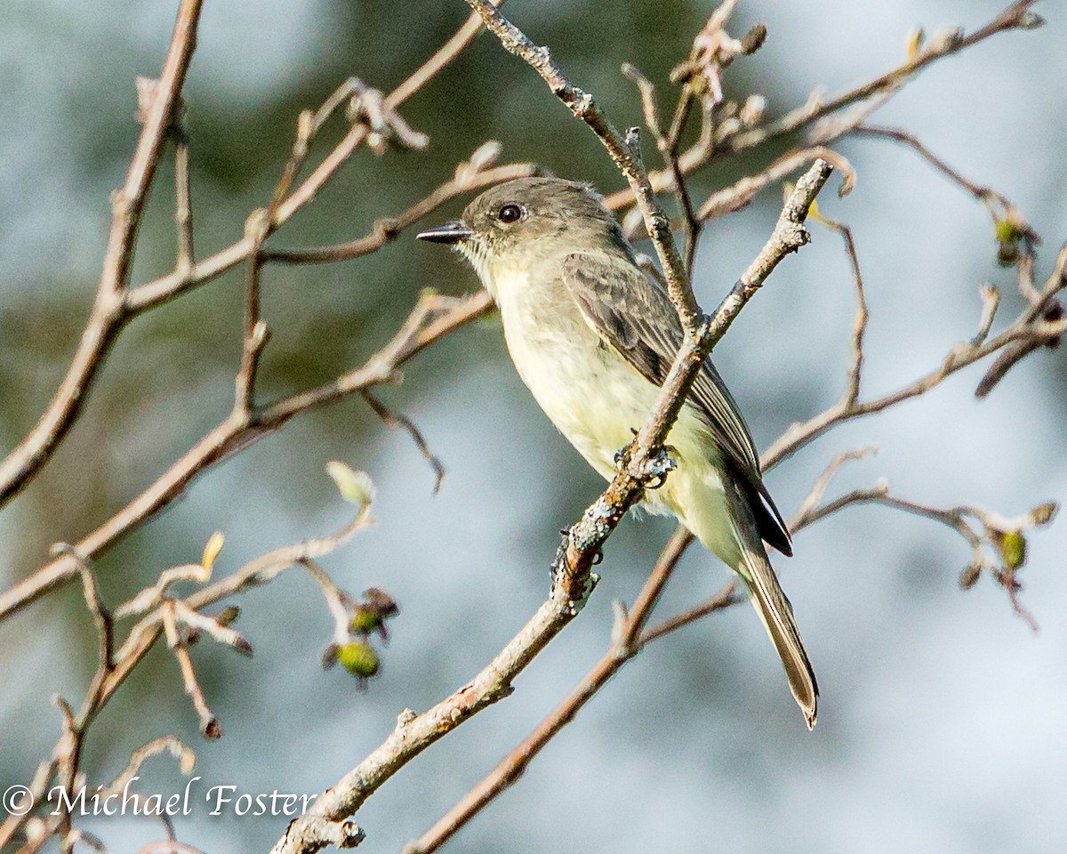 Eastern Phoebe - ML177497411