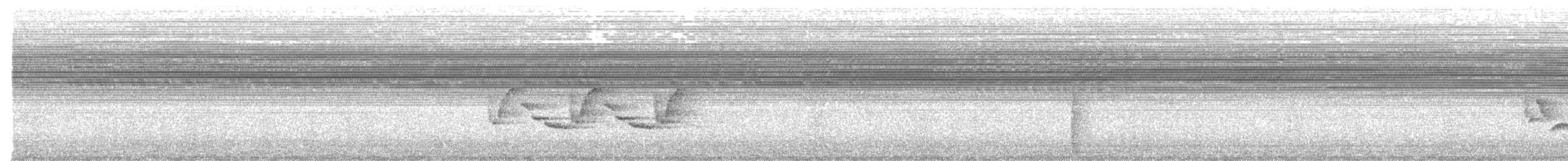 Поплітник каролінський - ML177498191