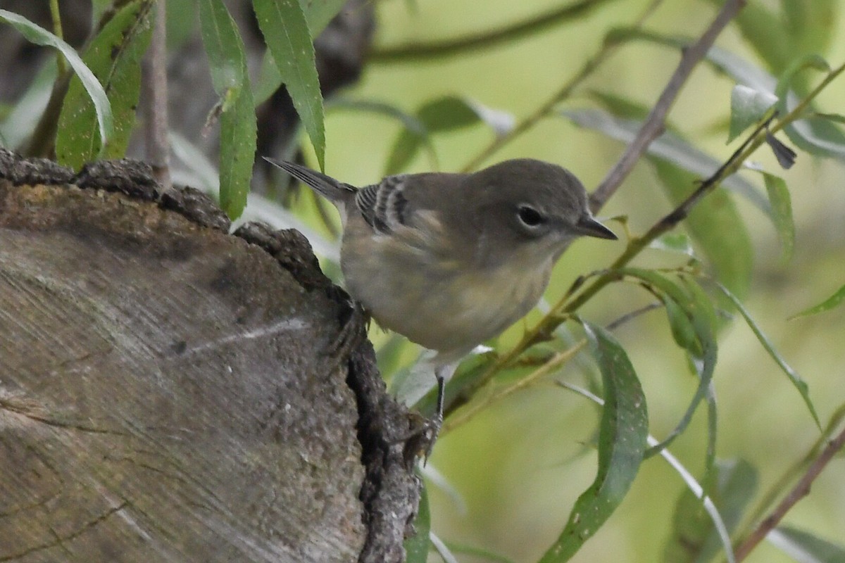 Pine Warbler - ML177498511