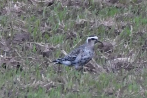 American Golden-Plover - josh Ketry