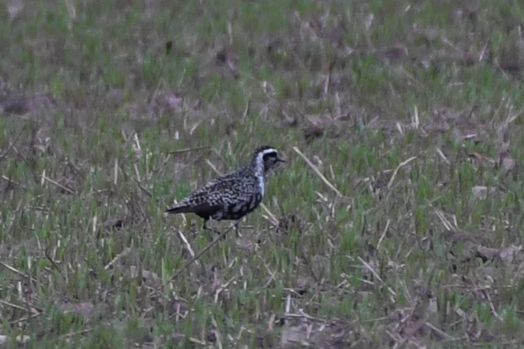 American Golden-Plover - josh Ketry