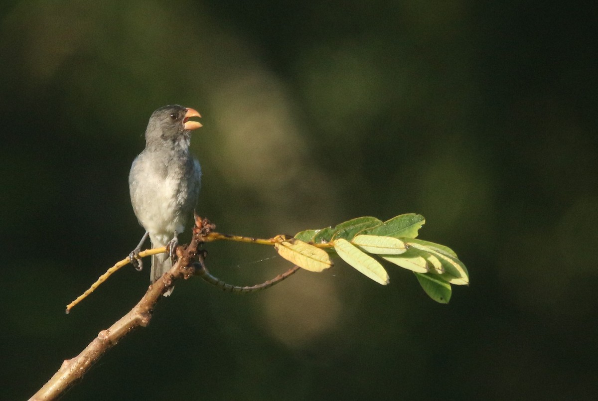 Gray Seedeater - ML177499571