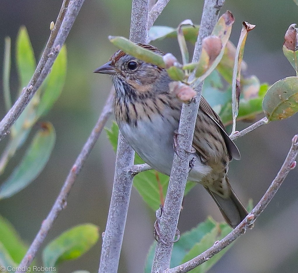 Lincoln's Sparrow - ML177502791