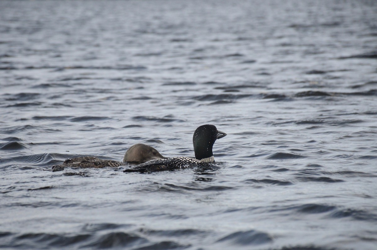 Plongeon huard - ML177502901