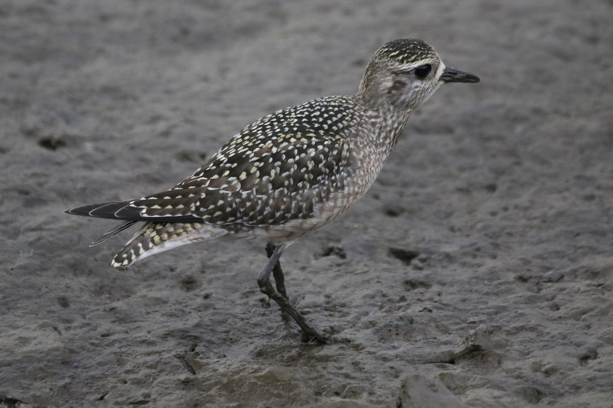 American Golden-Plover - ML177503671