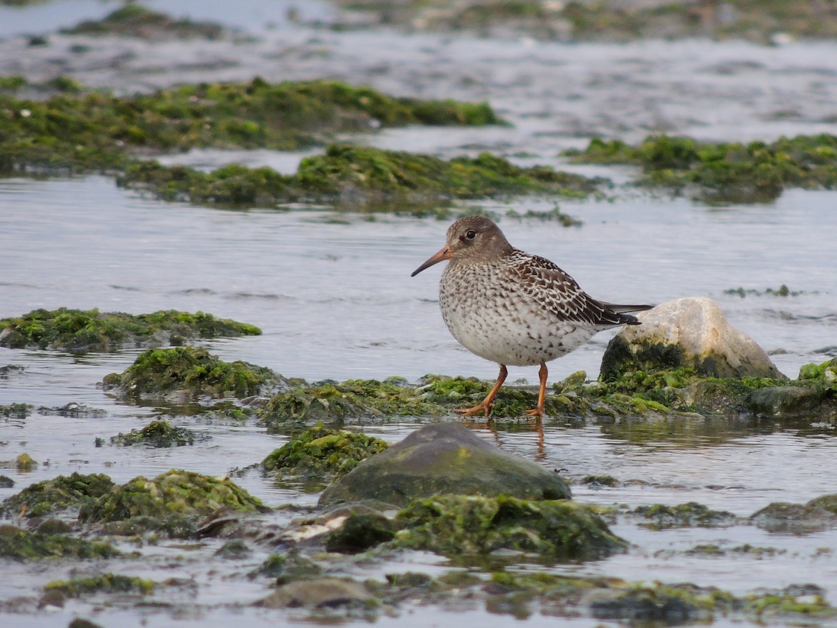 Purple Sandpiper - Jules-Alex Banville