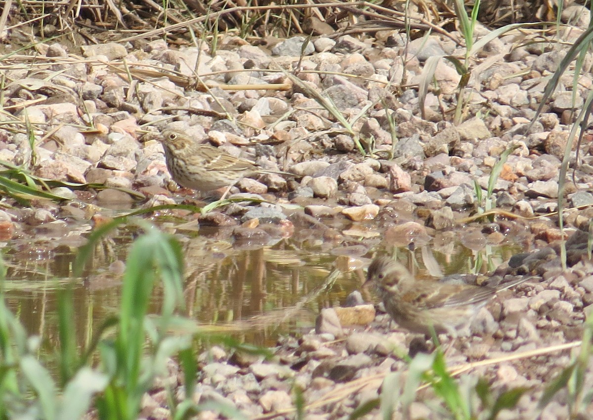 Vesper Sparrow - ML177503881