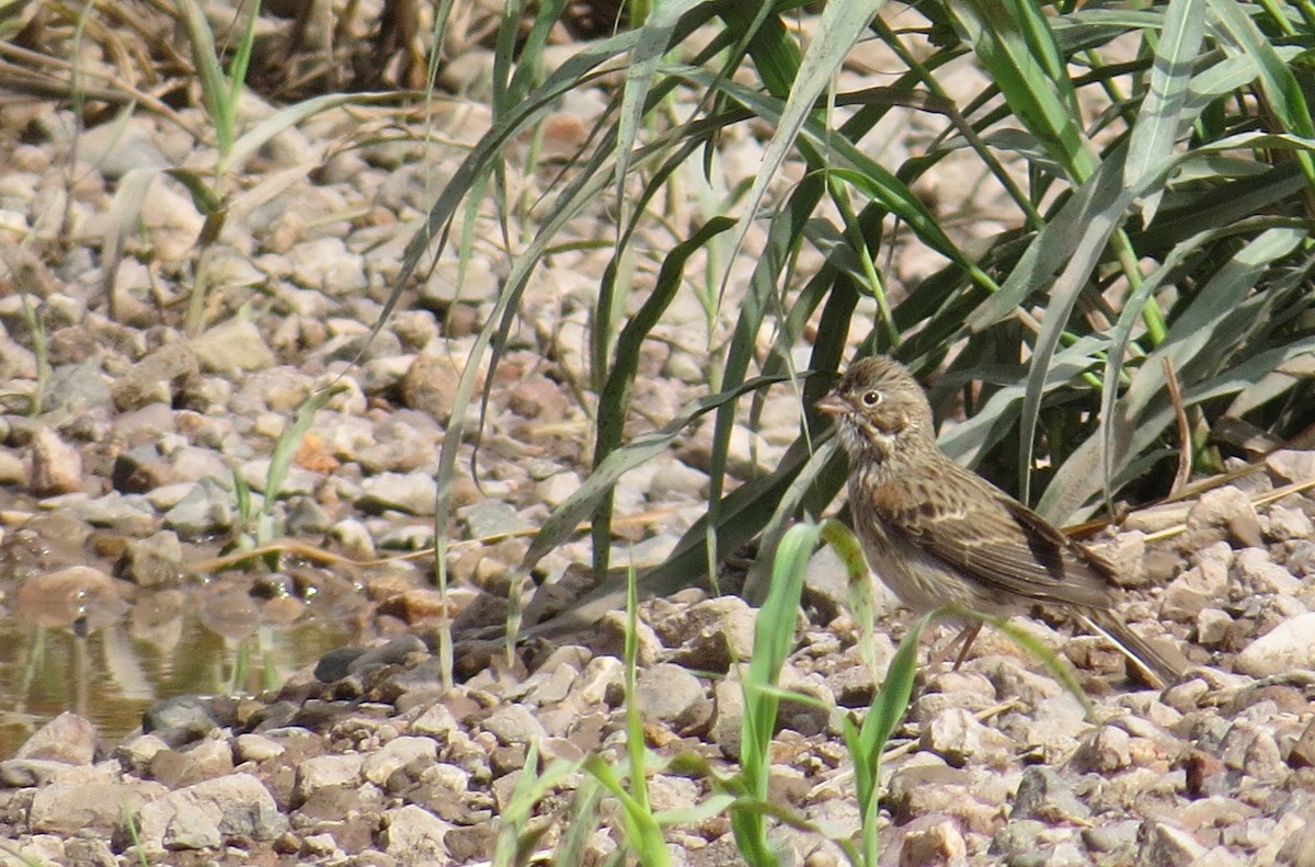 Vesper Sparrow - ML177503901