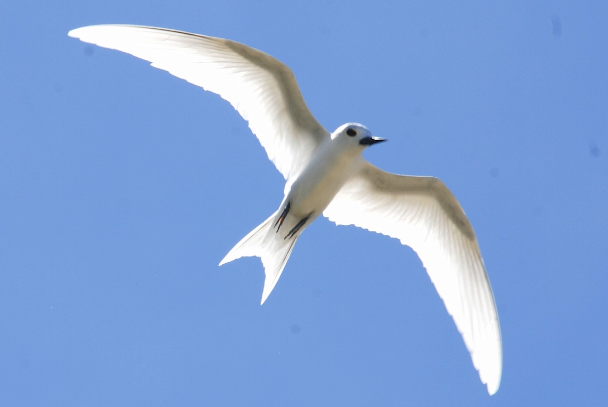 White Tern - Raymond Bemish