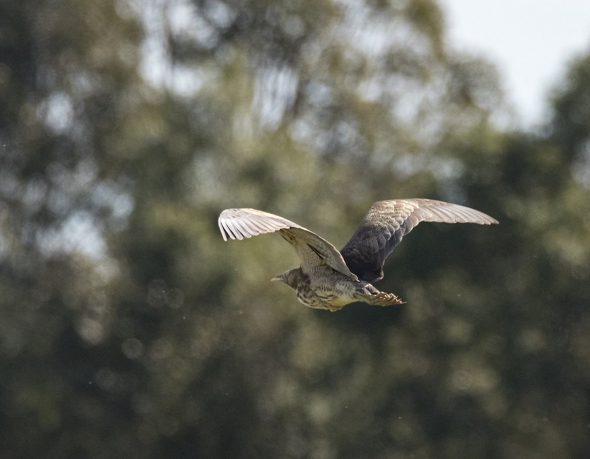 Australasian Bittern - ML177506921