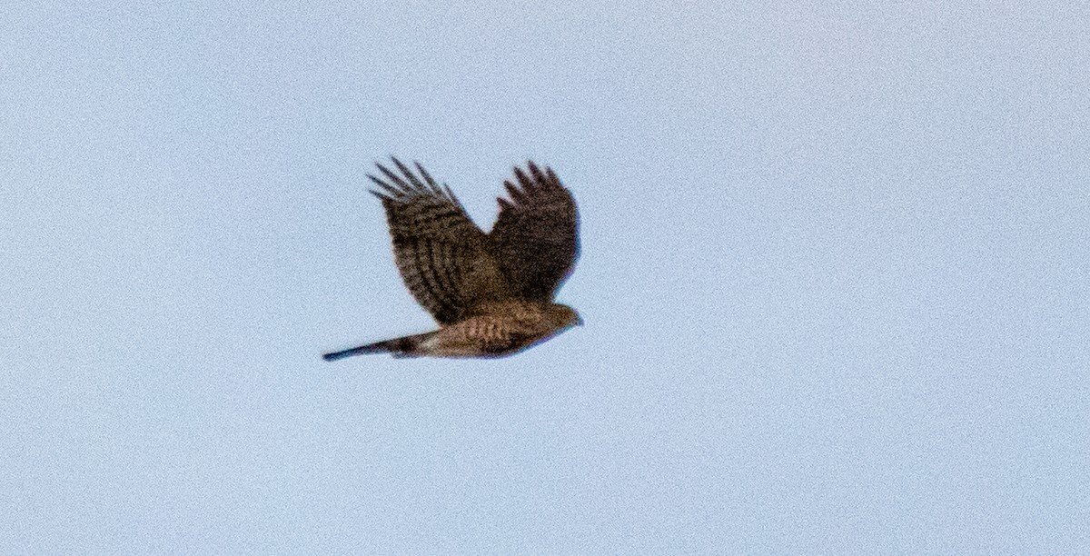Sharp-shinned Hawk - ML177509451